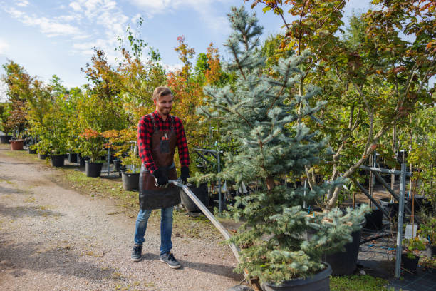 How Our Tree Care Process Works  in  Alexander, AR